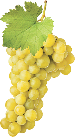 Žlté hrozno s listom