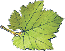 Zelený list viniča