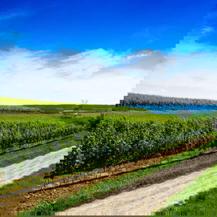 Vinice pod modrou oblohou